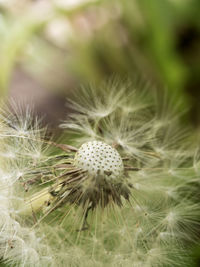 Close-up of dandelion against blurred background