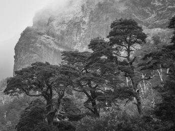 Low angle view of trees on rock formation