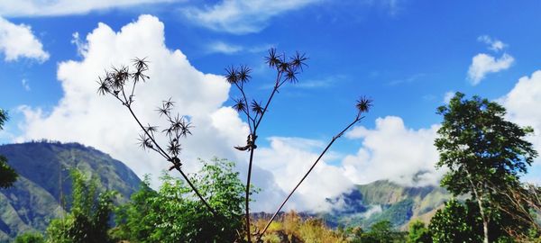 Low angle view of trees against sky