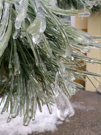 Close-up of frozen plants