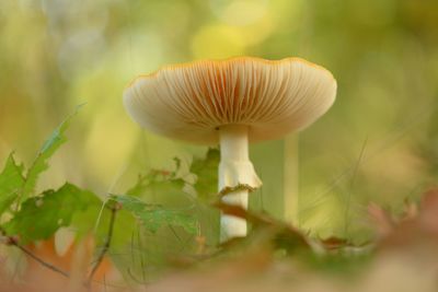 Close-up of mushroom growing in forest