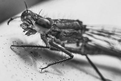Close-up of fly