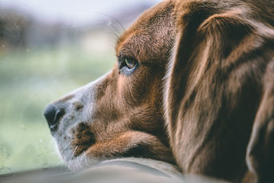 Close-up of a dog looking away