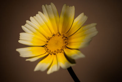 Close-up of yellow flower against black background
