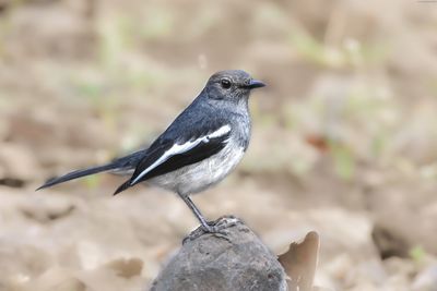 Close-up of bird perching on rock