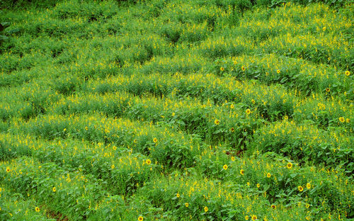 Full frame shot of plants growing on field