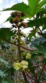 Low angle view of flower tree against sky