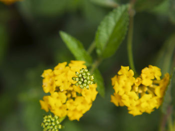 Close-up of yellow flowers blooming outdoors