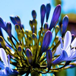 Close-up of purple flowers