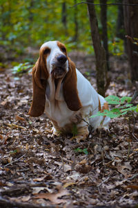 Dog in a forest