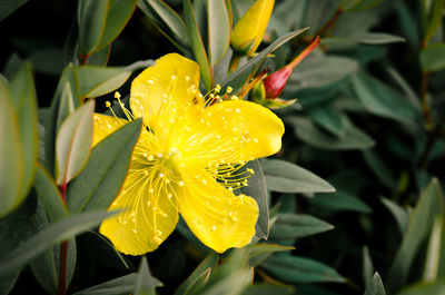 Close-up of yellow flowering plant
