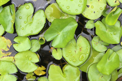Full frame shot of water lily leaves