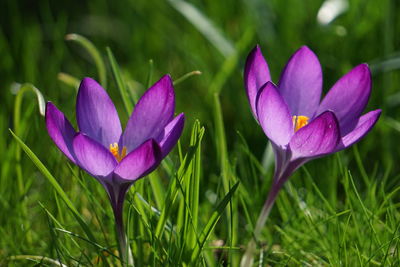 Close-up of purple crocus flowers on field