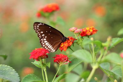 Close-up of butterfly pollinating on orange flower