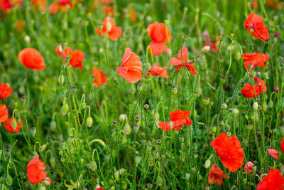 Close-up of red poppy flowers growing on field