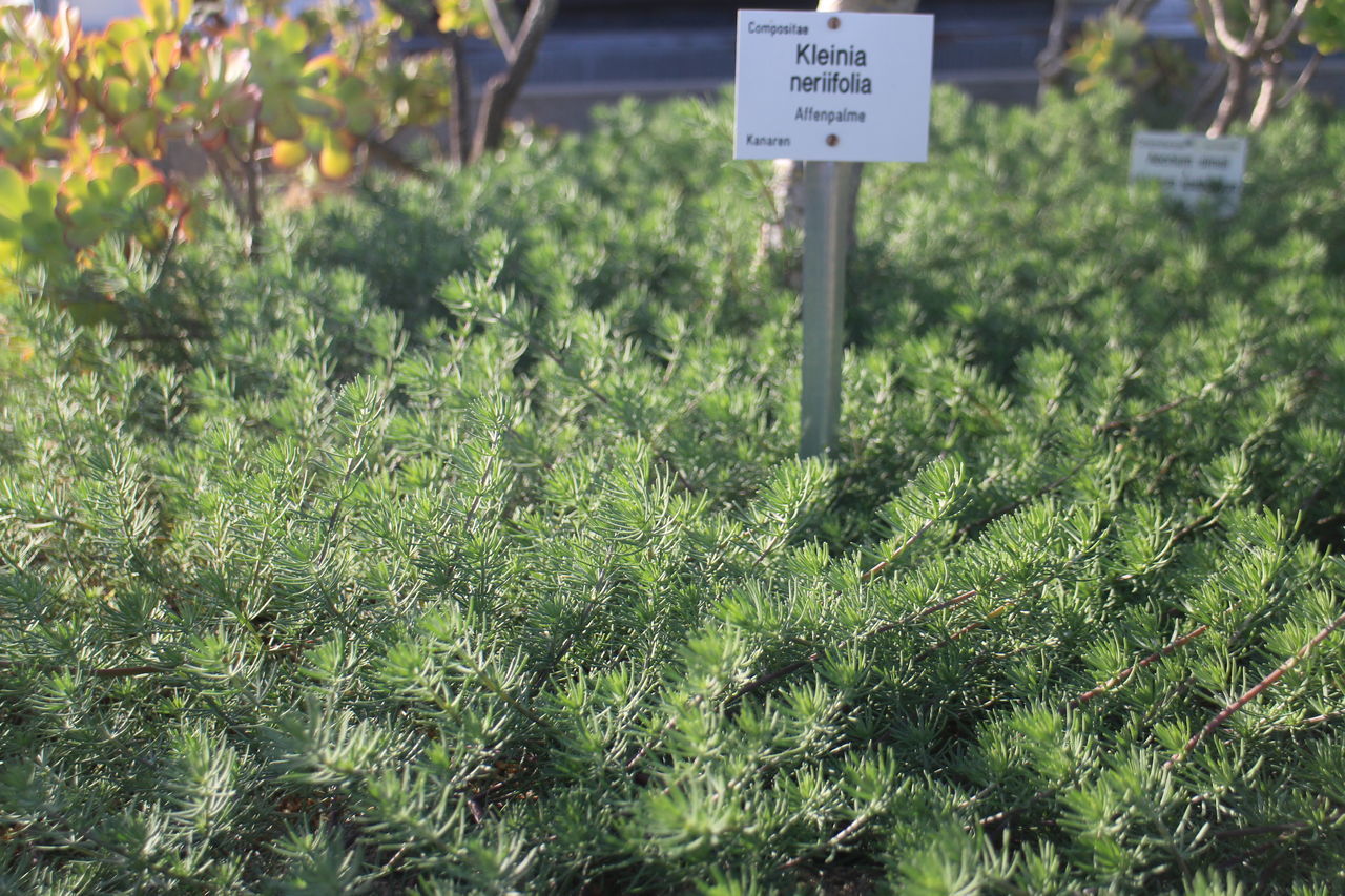 VIEW OF PLANTS WITH TREES AND GREEN GRASS