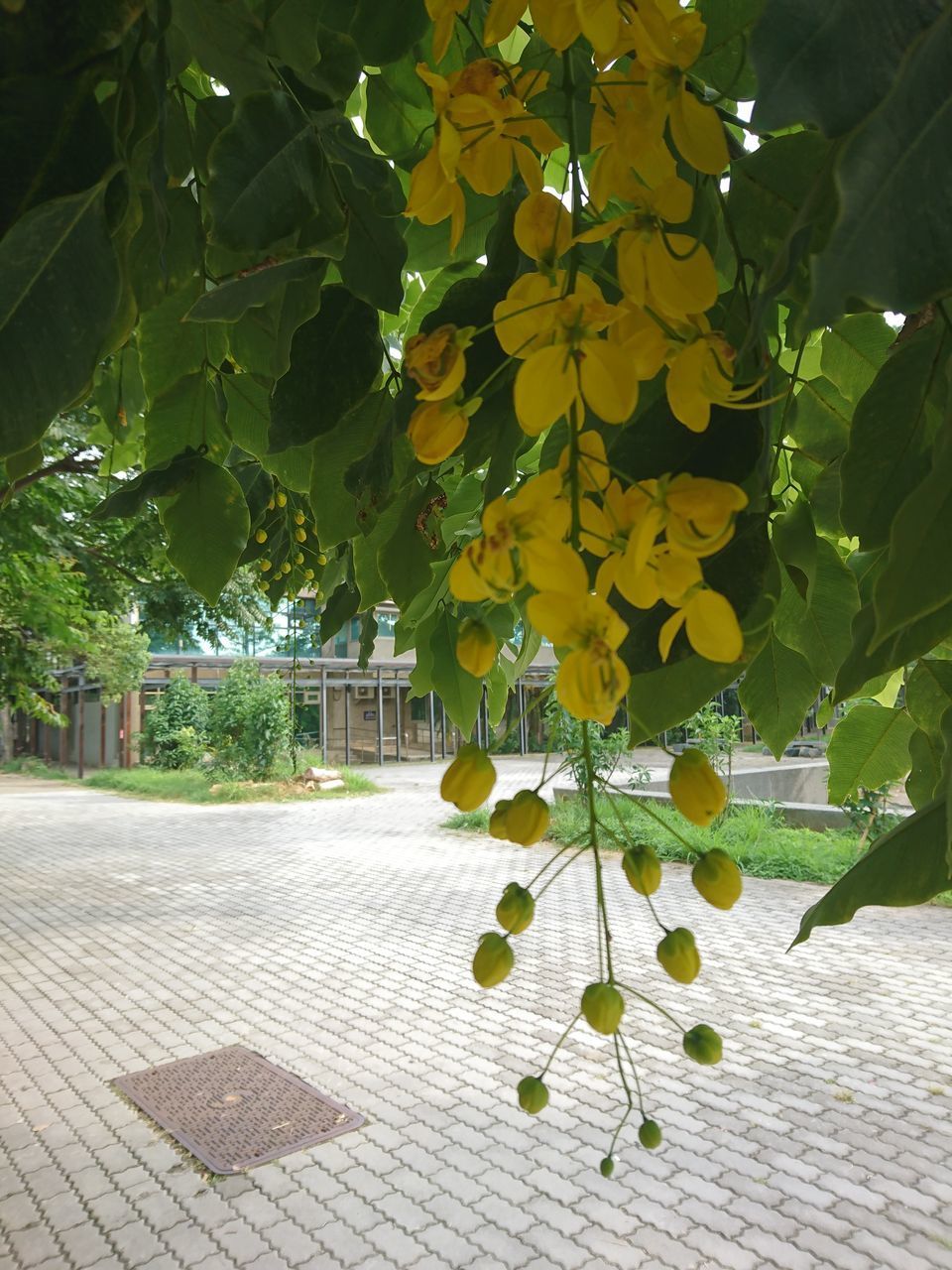 CLOSE-UP OF YELLOW FLOWERING PLANT LEAVES