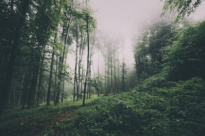 Trees growing in forest against sky