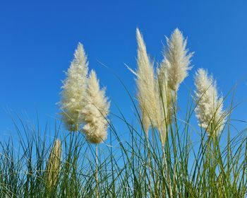 Low angle view of plants against clear blue sky