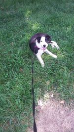 High angle view of dog on grassy field