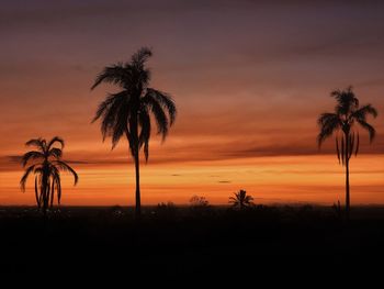 Silhouette palm trees against sky during sunset