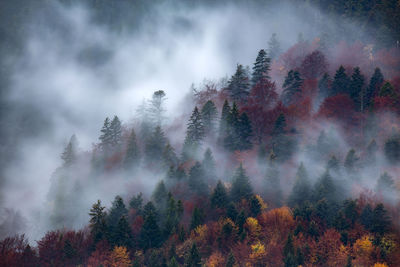 Trees in forest against sky during autumn