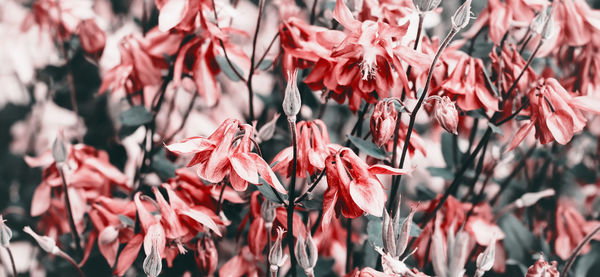 Close-up of red flowering plants