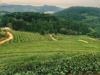 High angle view of green field