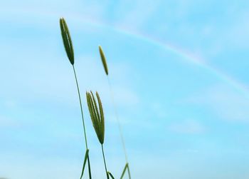 Low angle view of plants against blue sky