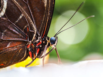 Close-up of insect on leaf