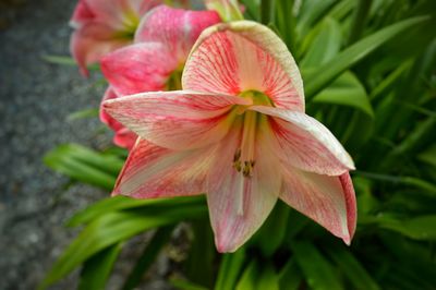 Close-up of pink flower