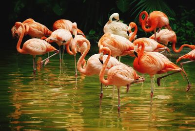 American flamingos in flocks
