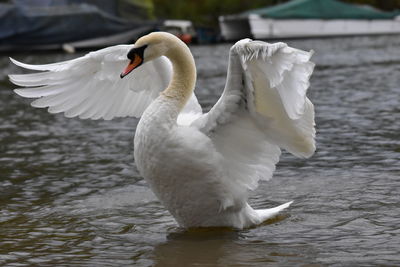 Swan swimming in lake