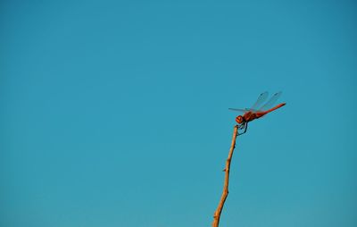 Low angle view of bird flying against clear blue sky