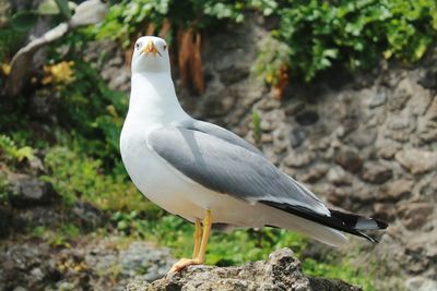 Close-up of bird perching on rock