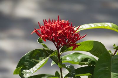 Close-up of red flower blooming outdoors