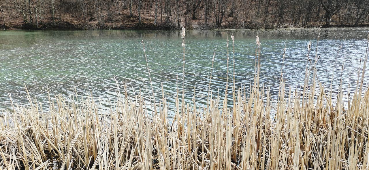 SCENIC VIEW OF LAKE WITH TREES IN BACKGROUND