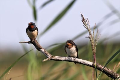 Close up of two barn swalloes perching on a branch in the reed forrest. vestamager, copenhagen.