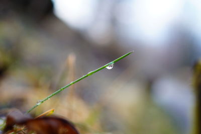 Close-up of leaf against blurred background