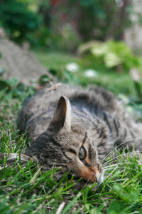 The tricolor cat lies on the green grass.