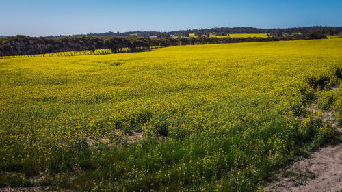 Scenic view of oilseed rape field against sky