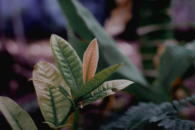 Close-up of fresh green leaves