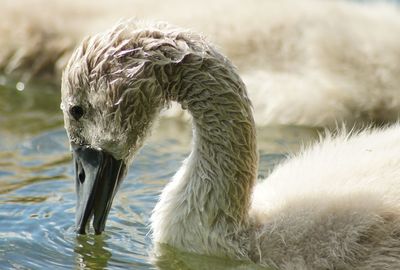 Close-up of duck in lake