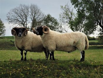 Sheep standing in a field