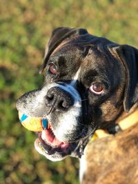 Close-up of dog looking away