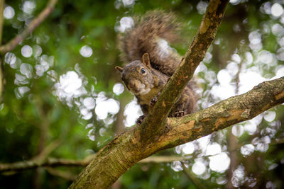 Low angle view of squirrel on tree