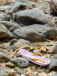 Close-up of crab on rock at beach