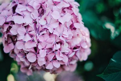 Close-up of pink flowers