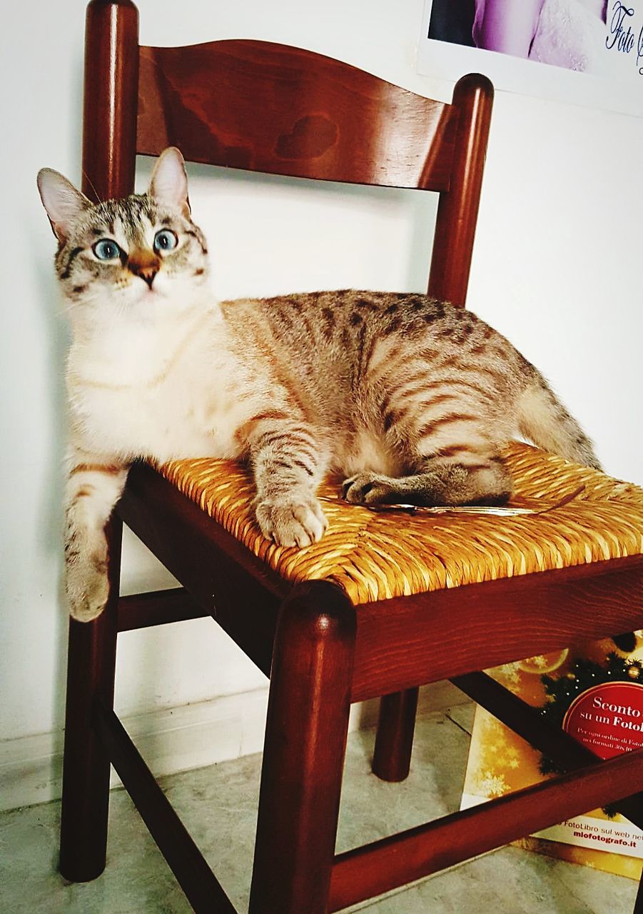 domestic cat, cat, domestic, pets, feline, mammal, domestic animals, animal, animal themes, vertebrate, one animal, seat, chair, relaxation, indoors, no people, home interior, table, resting, looking at camera, whisker