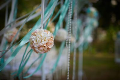Close-up of white flowering plant